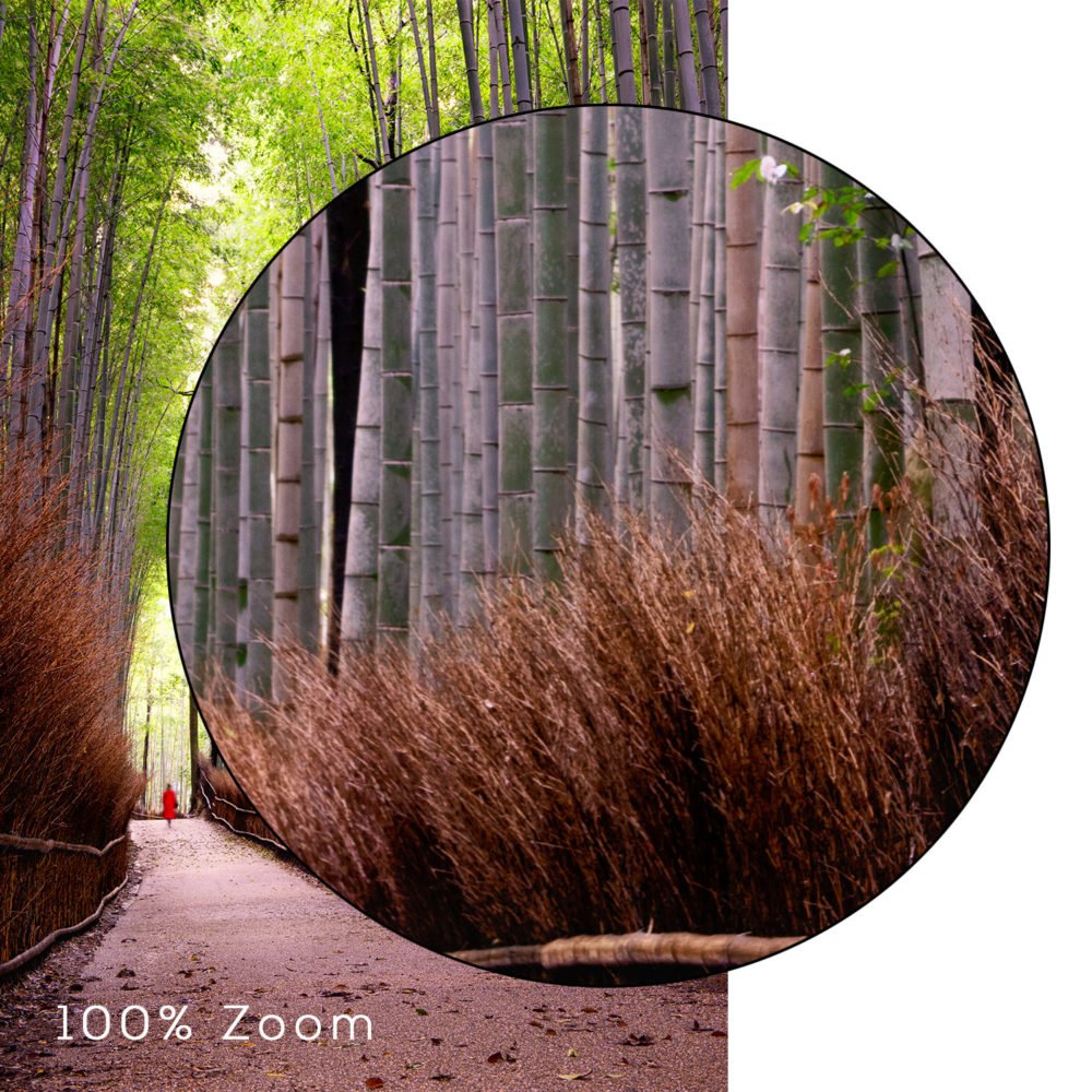 Close up of Arashiyama Bamboo Grove wall art