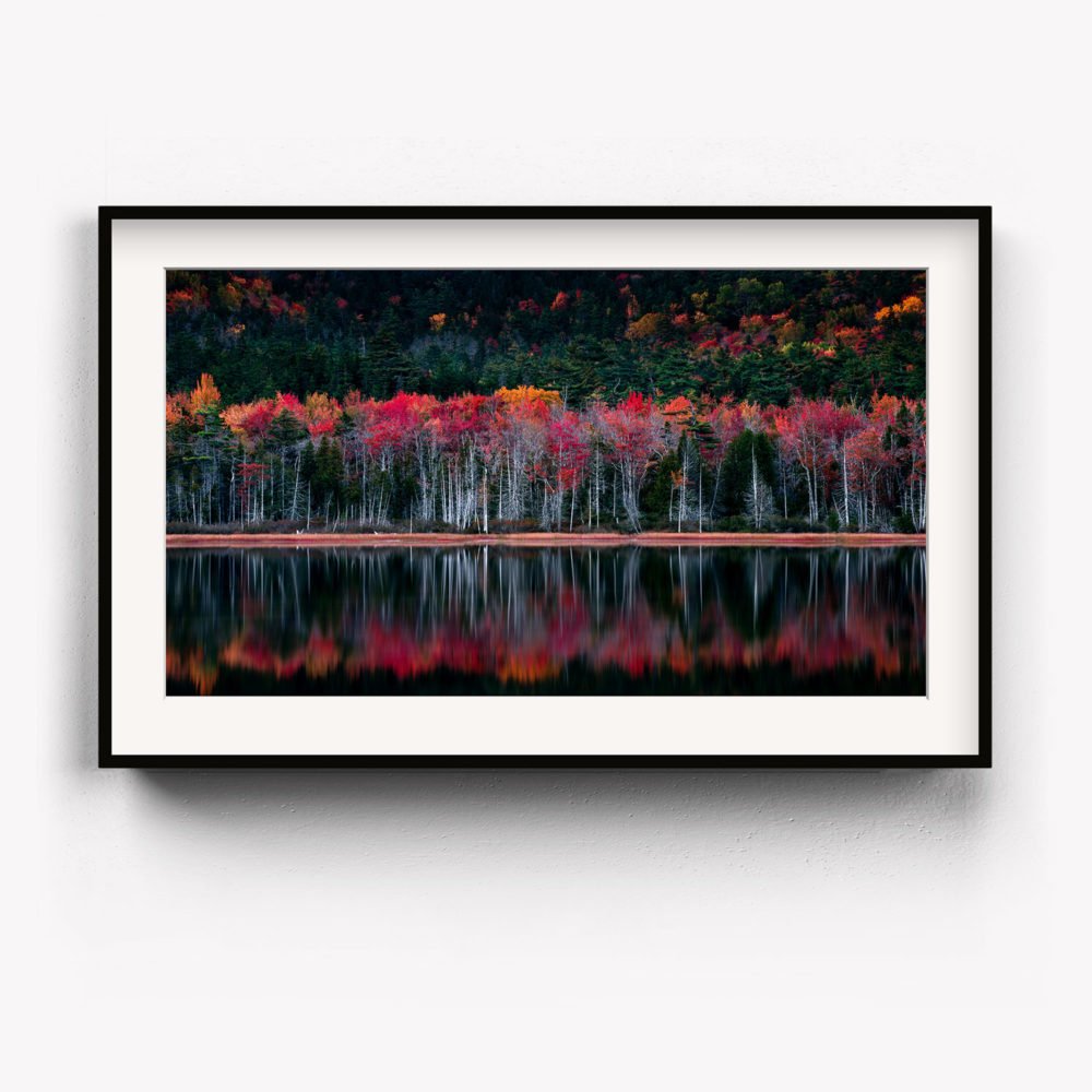 Framed Art Print of Amazing colours in Acadia National Park at the peak of fall